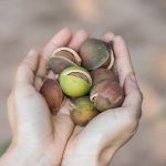 Clase de planta que produce las Nueces de Macadamia