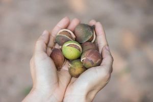 Clase de planta que produce las Nueces de Macadamia