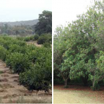 Clima, Suelo y Espacio para Cultivar un Árbol de Macadamia