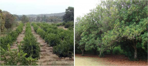 Clima, Suelo y Espacio para Cultivar un Árbol de Macadamia